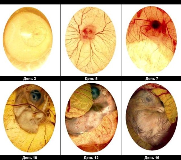 Инкубация куриных яиц - Страница 5 Stadii-inkubazii-e1441965593618