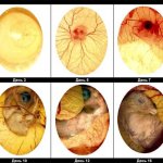 Фазы развития куриного эмбриона