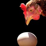 Курица рассматривает яйцо