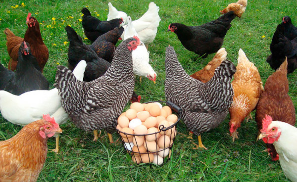 Курочки несушки рядом с яйцами