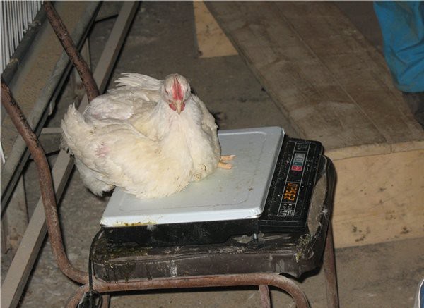 Вес цыплят бройлеров по дням таблица