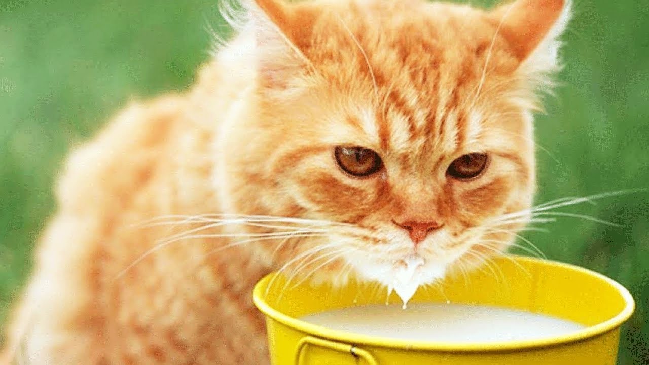 Смешные картинки сметаны