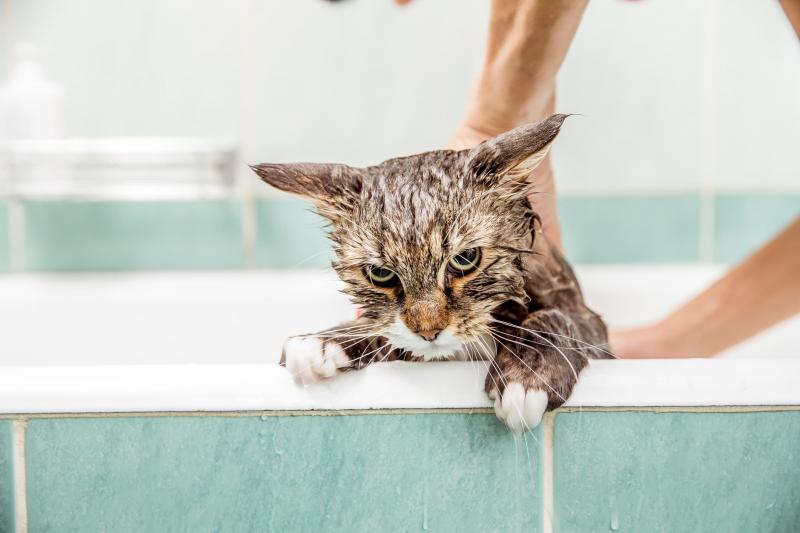 Можно ли мыть кошку обычным шампунем для людей, а если его нет