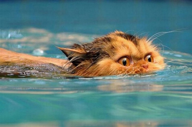 Почему коты не любят воду – умеют ли кошки плавать?
