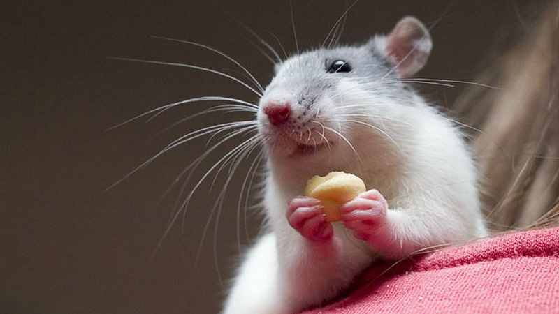 Крыса мало ест