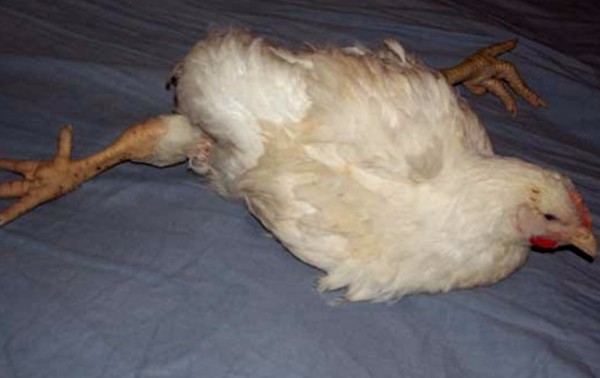 Бройлерный цыпленок с больными конечностями