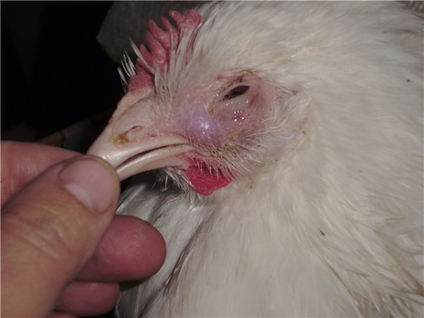 Курица с подозрением на ларинготрахеит
