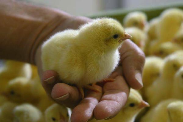 Маленький цыпленок в руке