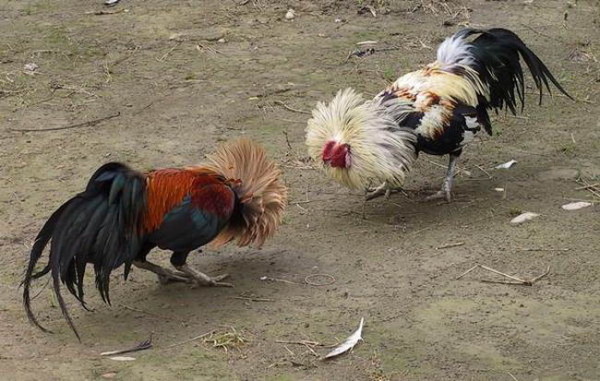Разборки между куриными самцами