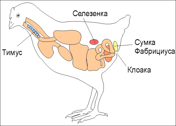 Схема лимфатических органов курицы