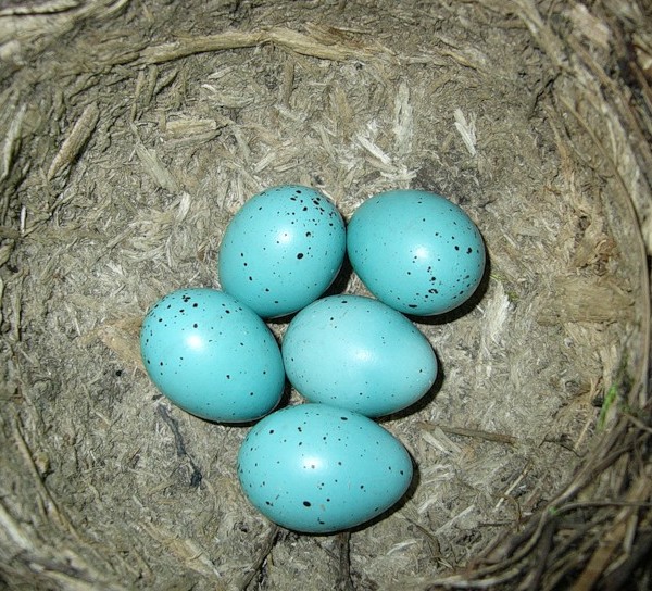 Необычные яйца в голубой скорлупе