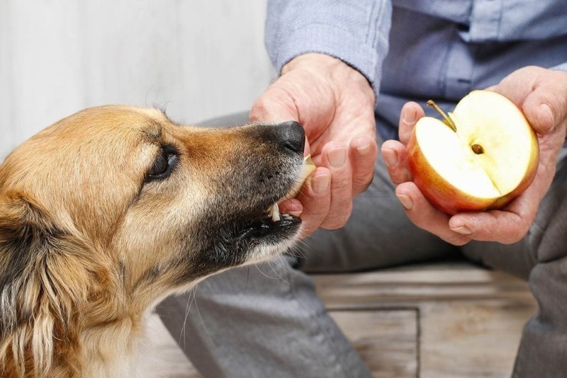 Собака ест яблоко