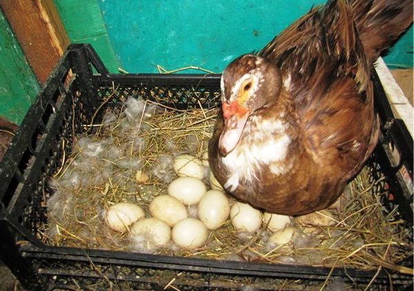 Все о высиживании яиц индоуткой: сколько дней сидит, когда выводит утят