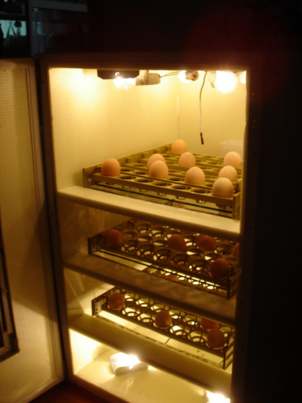 inkubator s holodolnika