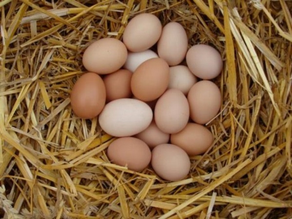 Гнездо с куриными яйцами