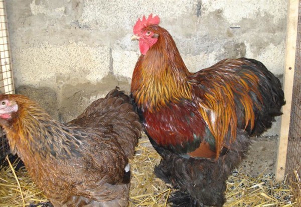 Курицы и петух породы золотистый Орпингтон