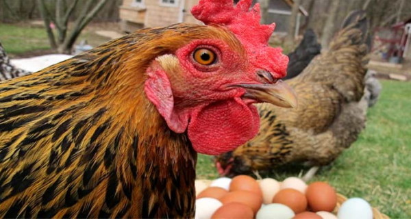 Курица на фоне яиц
