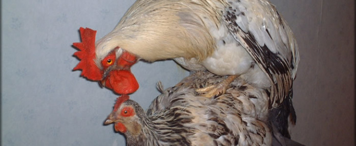 Петух топчет курицу