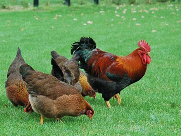 Если курица хрипит что делать. Хрипы и кашель у кур — опасно ли это и как правильно лечить?