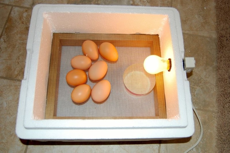 Яйца в пенопластовом инкубаторе