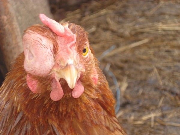 Конъюнктивит у цыплят чем лечить