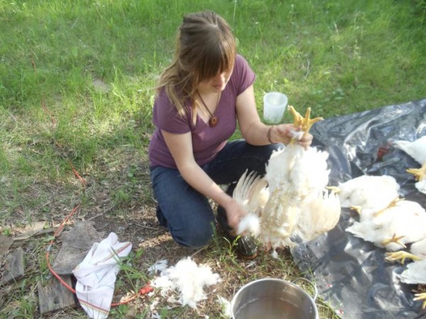 Как ощипать курицу – ощипывание курицы в домашних условиях