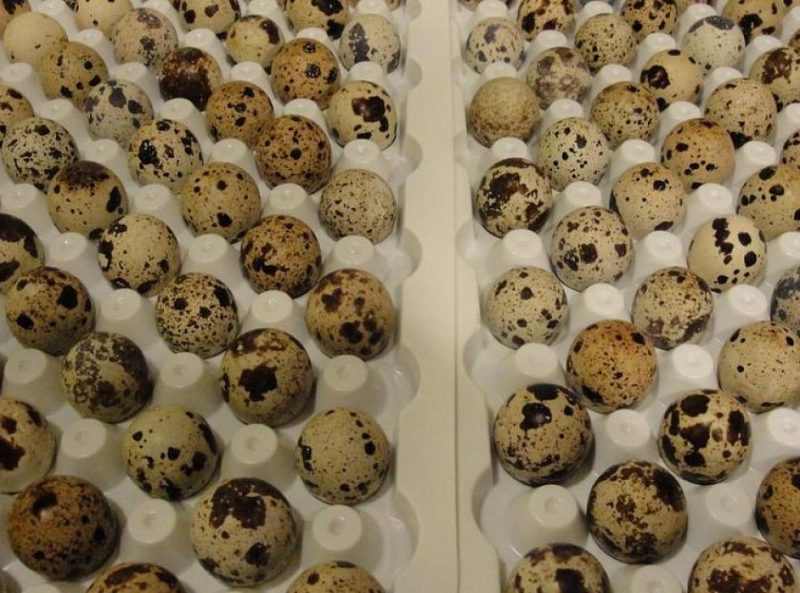 перепелиные яйца в инкубаторе