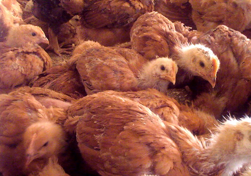 Цыплята породы Редбро