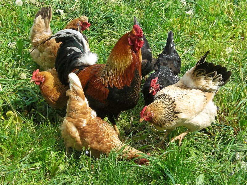 Как размножаются птицы на ферме: спаривание и высиживание яиц