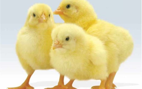 Три цыпленка бройлера