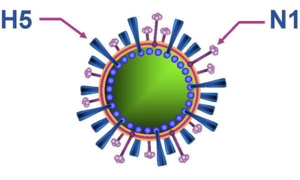Схематическое изображение вируса гриппа типа H5N1